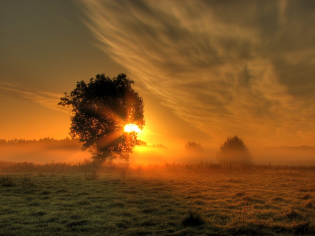 Обои картинки фото природа, восходы, закаты, трава, поле, дерево, туман, рассвет