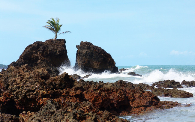 Обои картинки фото природа, побережье, море, скалы, пальма