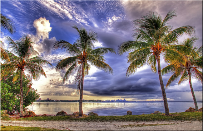 Обои картинки фото природа, тропики, пальмы