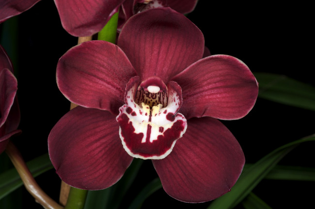 Обои картинки фото цветы, орхидеи, бордовый