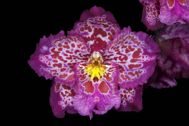 Обои картинки фото цветы, орхидеи, пестрый, розовый, экзотика