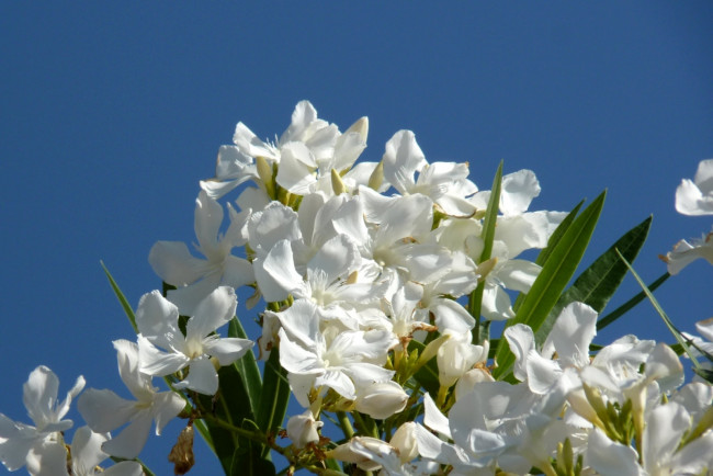 Обои картинки фото цветы, олеандры, белый, ветки