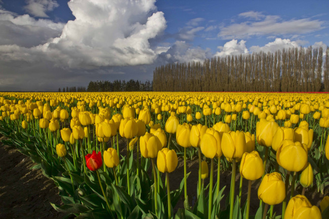 Обои картинки фото цветы, тюльпаны, поле, жёлтые