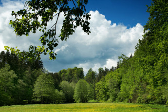 Картинка германия бавария природа пейзажи лес лужайка