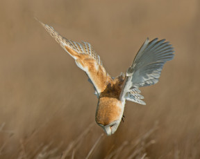 Картинка животные совы фон птица полёт сипуха сова