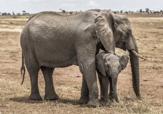 обоя животные, слоны, малыш, слониха