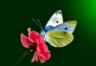 Картинка животные бабочки +мотыльки +моли butterfly wings open eye dots antennae flower stalk крылья открытые глаза точки усики цветок стебель