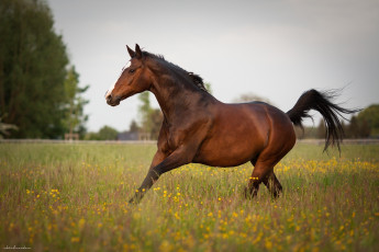 Картинка животные лошади конь гнедой грива хвост бег движение грация сила луг