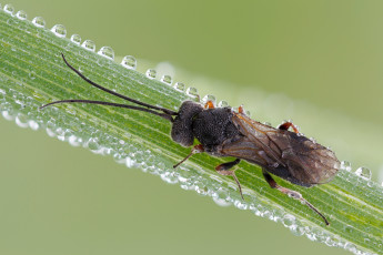 Картинка животные насекомые фон травинка макро насекомое роса утро