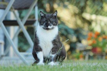 Картинка животные коты киса коте кошка взгляд усы солнечно