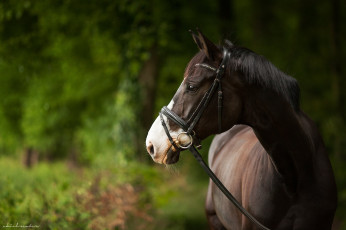 Картинка животные лошади конь бурый морда профиль грива уздечка