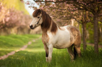 Картинка животные лошади конь грива позирует красавец трава лето