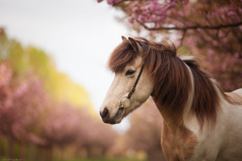 Картинка животные лошади конь морда грива профиль