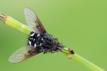 Картинка животные насекомые макро насекомое утро фон травинка муха роса капли