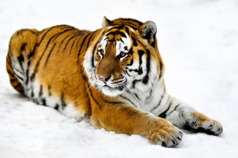 Картинка животные тигры тигр лапы морда шкура снег