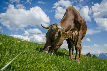Картинка животные коровы +буйволы буренка