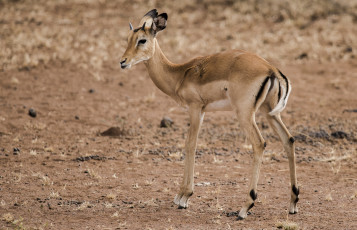 Картинка животные антилопы антилопа малыш