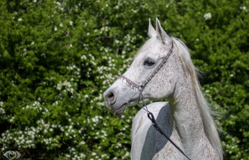 Картинка автор +oliverseitz животные лошади морда серый конь профиль грива недоуздок грация позирует лето зелень