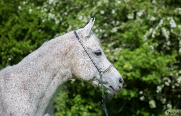 Картинка автор +oliverseitz животные лошади серый морда профиль конь недоуздок зелень лето