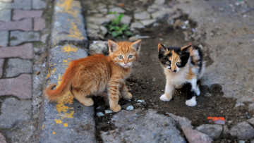 Картинка животные коты котята уличные малыши парочка взгляд