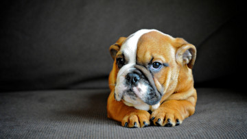 Картинка животные собаки американский бульдог щенок фон