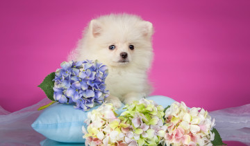 Картинка животные собаки подушка белый щенок шпиц гортензия