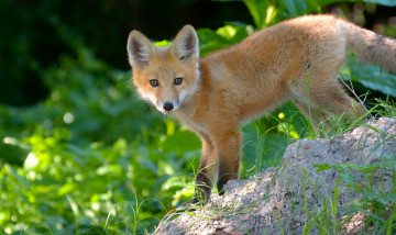 Картинка животные лисы лиса лисёнок детёныш рыжая взгляд