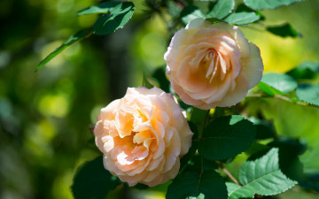 Картинка цветы розы листья оранжевые