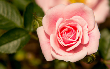 Картинка цветы розы роза бутоны лепестки макро