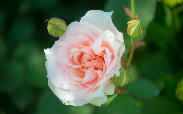 Картинка цветы розы роза розовая листья