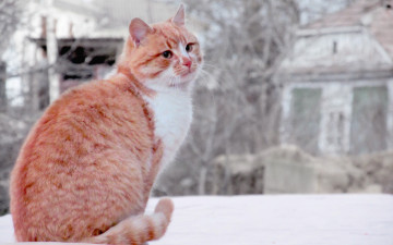 Картинка животные коты кот животное рыжий кошка cat