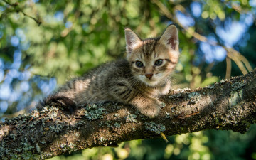 Картинка животные коты ветка котёнок дерево