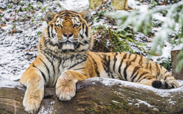 Картинка животные тигры тигр амурский кошка бревно взгляд снег