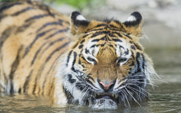 Картинка животные тигры тигр амурский кошка морда вода купание