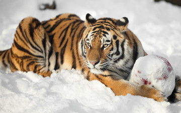 Картинка животные тигры тигр амурский кошка снег взгляд мяч