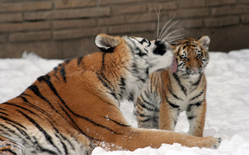 Картинка животные тигры тигр амурский кошка тигрёнок котёнок тигрица поцелуй семья любовь снег