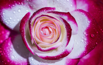 Картинка цветы розы капли пестрая лепестки макро роза