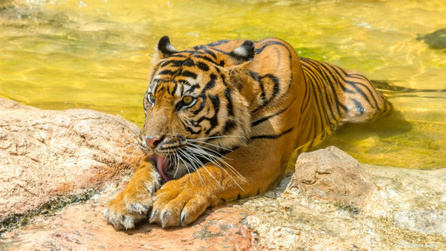 Обои картинки фото животные, тигры, кошка, хищник, морда, лапы, язык, полоски, умывается, купание, водоём, зоопарк, свет