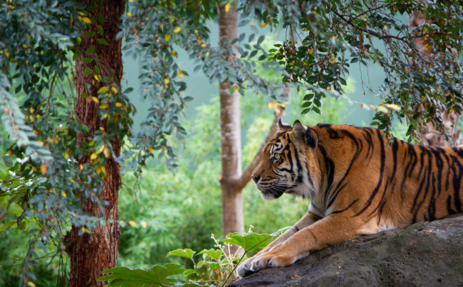 Обои картинки фото животные, тигры, хищник, тигр, деревья, камень, полосатый