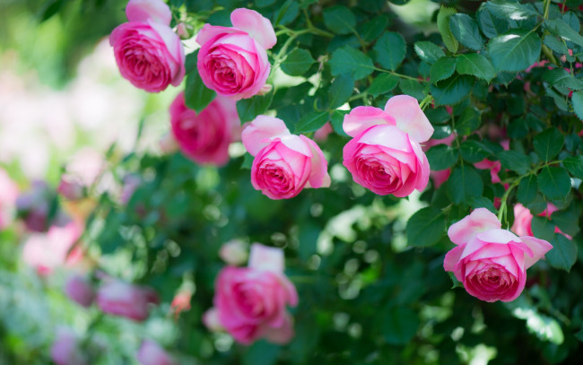 Обои картинки фото цветы, розы, бутоны, розовый, куст