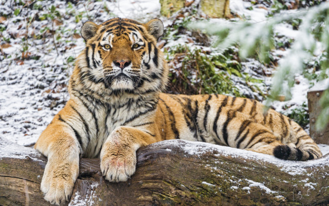Обои картинки фото животные, тигры, тигр, амурский, кошка, бревно, взгляд, снег