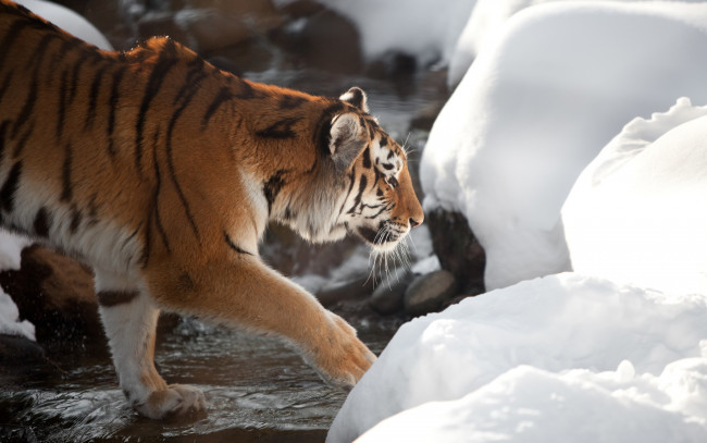 Обои картинки фото животные, тигры, тигр, амурский, кошка, снег, ручей, профиль