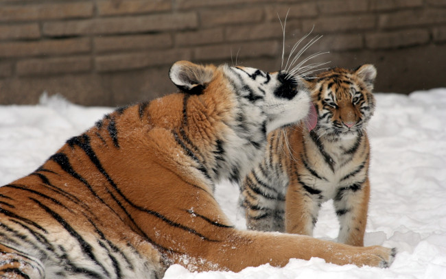Обои картинки фото животные, тигры, тигр, амурский, кошка, тигрёнок, котёнок, тигрица, поцелуй, семья, любовь, снег