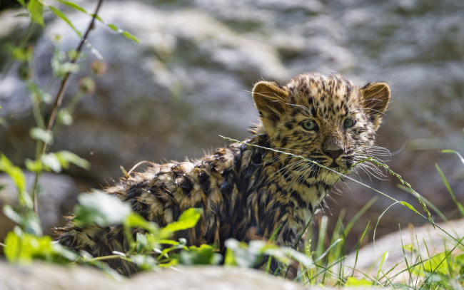 Обои картинки фото животные, Ягуары, леопард, амурский, кошка, детёныш, котёнок, трава