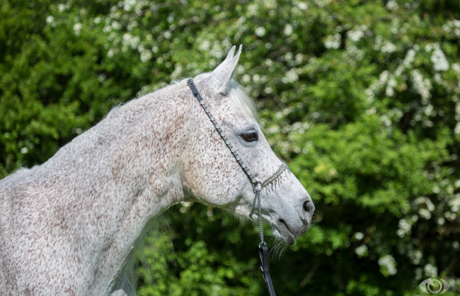 Обои картинки фото автор,  oliverseitz, животные, лошади, серый, морда, профиль, конь, недоуздок, зелень, лето