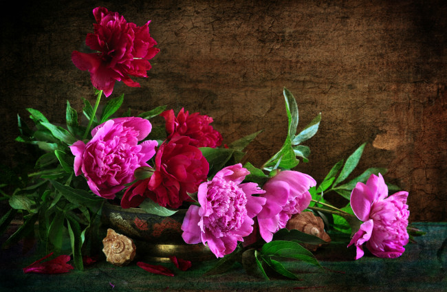 Обои картинки фото цветы, пионы, розовые, текстура, композиция, ракушки