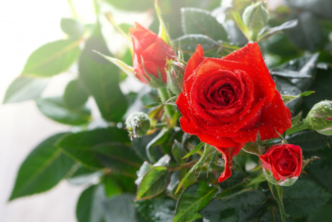 Обои картинки фото цветы, розы, роза, красная, роса, капли
