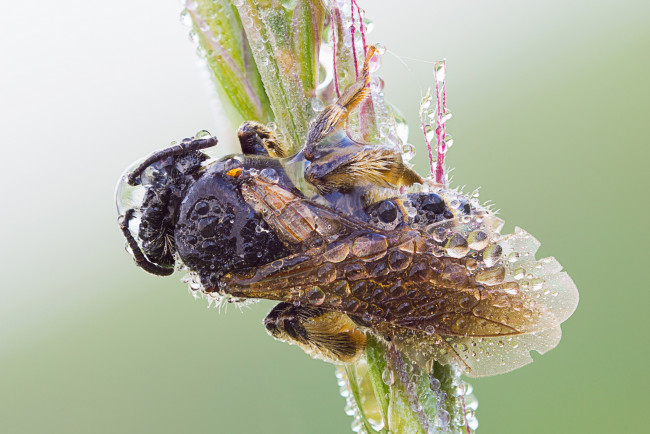 Обои картинки фото животные, пчелы,  осы,  шмели, макро, утро, роса, капли, насекомое
