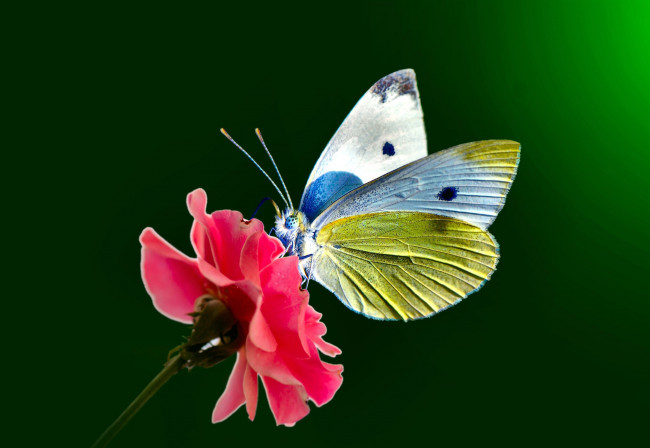 Обои картинки фото животные, бабочки,  мотыльки,  моли, butterfly, wings, open, eye, dots, antennae, flower, stalk, крылья, открытые, глаза, точки, усики, цветок, стебель
