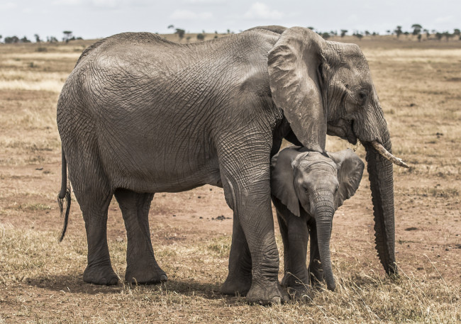 Обои картинки фото животные, слоны, малыш, слониха